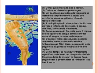 O desenvolvimento da doença (1). O mosquito infectado pica o homem.  (2). O vírus se dissemina pelo sangue.  (3). Um dos locais preferidos do vírus para se instalar no corpo humano é o tecido que envolve os vasos sangüíneos, chamado retículo-endotelial.  (4). A multiplicação do vírus sobre o tecido que provoca a inflamação dos vasos. O sangue, com isso, circula mais lentamente.  (5). Como a circulação fica mais lenta, é comum que os líquidos do sangue extravasem dos vasos. O sangue torna-se mais espesso.  (6). O sangue, mais espesso, pode coagular dentro dos vasos provocando trombos (entupimentos). Além disso, a circulação lenta prejudica a oxigenação e nutrição ideal dos órgãos.  (7). Com o tempo, se não houver tratamento específico, pode haver um choque circulatório. O sangue deixa de circular, os órgãos ficam prejudicados e podem parar de funcionar. Isso leva à morte.  