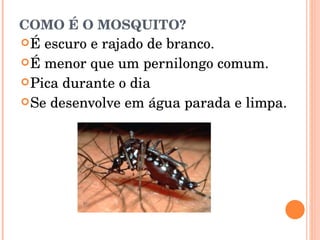 COMO É O MOSQUITO?   É escuro e rajado de branco.  É menor que um pernilongo comum.  Pica durante o dia  Se desenvolve em água parada e limpa.  