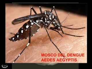 MOSCO DEL DENGUE AEDES AEGYPTIS 