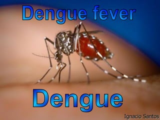 Dengue Dengue fever Ignacio Santos 