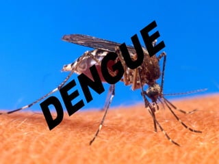 DENGUE 