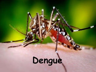 Dengue 