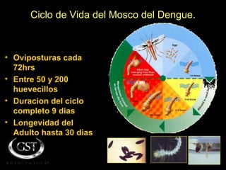 Ciclo de Vida del Mosco del Dengue. Oviposturas cada 72hrs Entre 50 y 200 huevecillos Duracion del ciclo completo 9 dias Longevidad del Adulto hasta 30 dias 