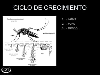 CICLO DE CRECIMIENTO .- LARVA .- PUPA .- MOSCO. 