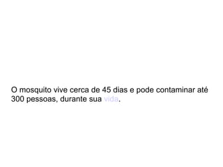 O mosquito vive cerca de 45 dias e pode contaminar até 300 pessoas, durante sua  vida . 