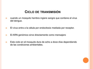 Ciclo de transmisión cuando un mosquito hembra ingiere sangre que contiene el virus del dengue. El virus entra a la célula por endocitosis mediada por receptor.El ARN genómico sirve directamente como mensajeroEste ciclo en el mosquito dura de ocho a doce días dependiendo de las condiciones ambientales.