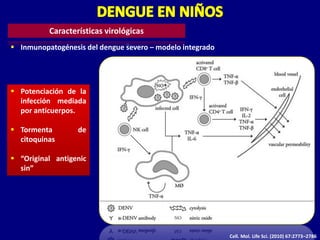 Características virológicas
 Inmunopatogénesis del dengue severo – modelo integrado




 Potenciación de la
  infección mediada
  por anticuerpos.

 Tormenta        de
  citoquinas

 “Original antigenic
  sin”




                                                           Cell. Mol. Life Sci. (2010) 67:2773–2786
 