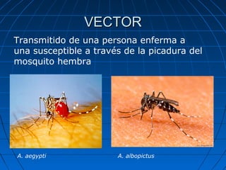 VECTOR
Transmitido de una persona enferma a
una susceptible a través de la picadura del
mosquito hembra




A. aegypti             A. albopictus
 