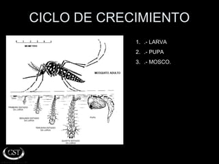 CICLO DE CRECIMIENTO
             1. .- LARVA
             2. .- PUPA
             3. .- MOSCO.
 