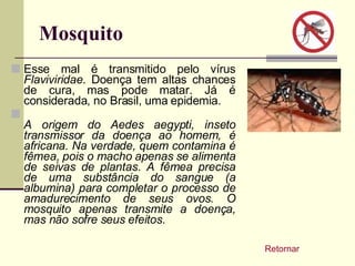 Mosquito Esse mal é transmitido pelo vírus  Flaviviridae . Doença tem altas chances de cura, mas pode matar. Já é considerada, no Brasil, uma epidemia.  A origem do Aedes aegypti, inseto transmissor da doença ao homem, é africana. Na verdade, quem contamina é fêmea, pois o macho apenas se alimenta de seivas de plantas. A fêmea precisa de uma substância do sangue (a albumina) para completar o processo de amadurecimento de seus ovos. O mosquito apenas transmite a doença, mas não sofre seus efeitos.  Retornar 