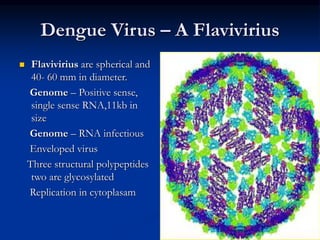 Dengue Virus – A Flavivirius
 Flavivirius are spherical and
40- 60 mm in diameter.
Genome – Positive sense,
single sense RNA,11kb in
size
Genome – RNA infectious
Enveloped virus
Three structural polypeptides
two are glycosylated
Replication in cytoplasam
 