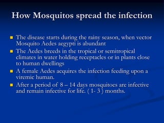 How Mosquitos spread the infection
 The disease starts during the rainy season, when vector
Mosquito Aedes aegypti is abundant
 The Aedes breeds in the tropical or semitropical
climates in water holding receptacles or in plants close
to human dwellings
 A female Aedes acquires the infection feeding upon a
viremic human.
 After a period of 8 – 14 days mosquitoes are infective
and remain infective for life. ( 1- 3 ) months.
 