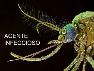 AGENTE  INFECCIOSO 