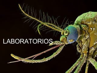 LABORATORIOS 