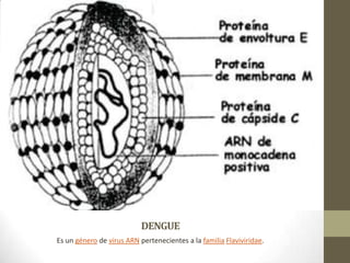 DENGUE
Es un género de virus ARN pertenecientes a la familia Flaviviridae.
 