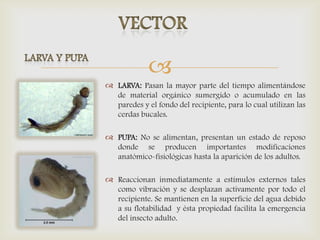 
 LARVA: Pasan la mayor parte del tiempo alimentándose
de material orgánico sumergido o acumulado en las
paredes y el fondo del recipiente, para lo cual utilizan las
cerdas bucales.
 PUPA: No se alimentan, presentan un estado de reposo
donde se producen importantes modificaciones
anatómico-fisiológicas hasta la aparición de los adultos.
 Reaccionan inmediatamente a estímulos externos tales
como vibración y se desplazan activamente por todo el
recipiente. Se mantienen en la superficie del agua debido
a su flotabilidad y ésta propiedad facilita la emergencia
del insecto adulto.
 