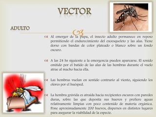  Al emerger de la pupa, el insecto adulto permanece en reposo
permitiendo el endurecimiento del exoesqueleto y las alas. Tiene
dorso con bandas de color plateado o blanco sobre un fondo
oscuro.
 A las 24 hs siguiente a la emergencia pueden aparearse. El sonido
emitido por el batido de las alas de las hembras durante el vuelo
atrae al macho hacia ella.
 Las hembras vuelan en sentido contrario al viento, siguiendo los
olores por el huésped.
 La hembra grávida es atraída hacia recipientes oscuros con paredes
duras, sobre las que deposita sus huevos y prefiere aguas
relativamente limpias con poco contenido de materia orgánica.
Pone aproximadamente 200 huevos, dispersos en distintos lugares
para asegurar la viabilidad de la especie.
 