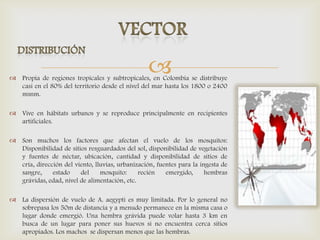  Propia de regiones tropicales y subtropicales, en Colombia se distribuye
casi en el 80% del territorio desde el nivel del mar hasta los 1800 o 2400
msnm.
 Vive en hábitats urbanos y se reproduce principalmente en recipientes
artificiales.
 Son muchos los factores que afectan el vuelo de los mosquitos:
Disponibilidad de sitios resguardados del sol, disponibilidad de vegetación
y fuentes de néctar, ubicación, cantidad y disponibilidad de sitios de
cría, dirección del viento, lluvias, urbanización, fuentes para la ingesta de
sangre, estado del mosquito: recién emergido, hembras
grávidas, edad, nivel de alimentación, etc.
 La dispersión de vuelo de A. aegypti es muy limitada. Por lo general no
sobrepasa los 50m de distancia y a menudo permanece en la misma casa o
lugar donde emergió. Una hembra grávida puede volar hasta 3 km en
busca de un lugar para poner sus huevos si no encuentra cerca sitios
apropiados. Los machos se dispersan menos que las hembras.
 