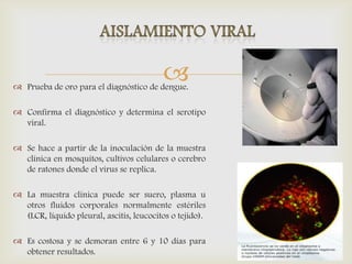  Prueba de oro para el diagnóstico de dengue.
 Confirma el diagnóstico y determina el serotipo
viral.
 Se hace a partir de la inoculación de la muestra
clínica en mosquitos, cultivos celulares o cerebro
de ratones donde el virus se replica.
 La muestra clínica puede ser suero, plasma u
otros fluidos corporales normalmente estériles
(LCR, líquido pleural, ascitis, leucocitos o tejido).
 Es costosa y se demoran entre 6 y 10 días para
obtener resultados.
 