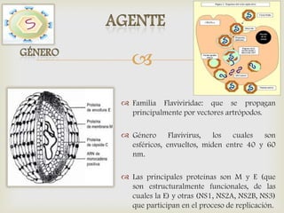 
 Familia Flaviviridae: que se propagan
principalmente por vectores artrópodos.
 Género Flavivirus, los cuales son
esféricos, envueltos, miden entre 40 y 60
nm.
 Las principales proteínas son M y E (que
son estructuralmente funcionales, de las
cuales la E) y otras (NS1, NS2A, NS2B, NS3)
que participan en el proceso de replicación.
 