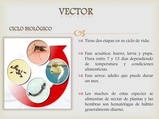  Tiene dos etapas en su ciclo de vida:
 Fase acuática: huevo, larva y pupa.
Dura entre 7 y 13 días dependiendo
de temperatura y condiciones
alimenticias.
 Fase aérea: adulto que puede durar
un mes.
 Los machos de estas especies se
alimentan de néctar de plantas y las
hembras son hematófagas de hábito
generalmente diurno.
 