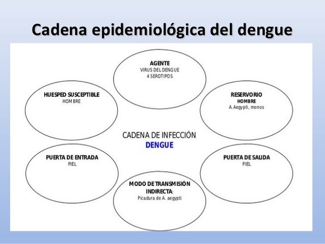 cadena epidemiologica cual es dengue cadena epidemiologica cual es dengue