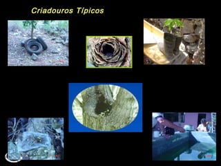 Criadouros TípicosCriadouros Típicos
 