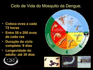 Ciclo de Vida do Mosquito da Dengue.
• Coloca ovos a cada
72 horas
• Entre 50 e 200 ovos
de cada vez
• Duração do ciclo
completo: 9 dias
• Longevidade do
adulto: até 30 dias
 