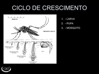 CICLO DE CRESCIMENTO
1. - LARVA
2. - PUPA
3. - MOSQUITO
 