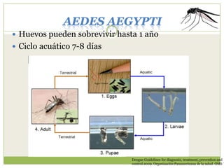 AEDES AEGYPTI
 Huevos pueden sobrevivir hasta 1 año
 Ciclo acuático 7-8 días

Dengue Guidelines for diagnosis, treatment, prevention and
control.2009. Organización Panamericana de la salud. OMS T

 