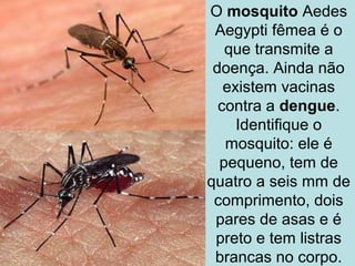 O mosquito Aedes
Aegypti fêmea é o
que transmite a
doença. Ainda não
existem vacinas
contra a dengue.
Identifique o
mosquito: ele é
pequeno, tem de
quatro a seis mm de
comprimento, dois
pares de asas e é
preto e tem listras
brancas no corpo.

 