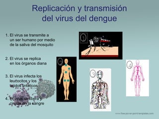 Replicación y transmisión
del virus del dengue
1. El virus se transmite a
un ser humano por medio
de la saliva del mosquito
2. El virus se replica
en los órganos diana
3. El virus infecta los
leucocitos y los
tejidos linfáticos
4. El virus se libera y
circula en la sangre

1
2

4
3

 