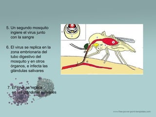 5. Un segundo mosquito
ingiere el virus junto
con la sangre
6. El virus se replica en la
zona embrionaria del
tubo digestivo del
mosquito y en otros
órganos, e infecta las
glándulas salivares

7. El virus se replica
en las glándulas salivares

 