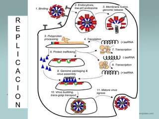 R
E
P
L
I
C
A
C
I
O
N

 