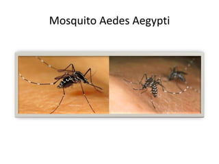 Mosquito Aedes Aegypti
 