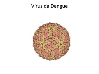 Vírus da Dengue
 