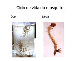 Ciclo de vida do mosquito:
Ovo Larva
 