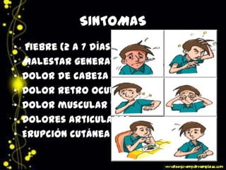 SINTOMAS
• Fiebre (2 a 7 días)
• Malestar general
• Dolor de cabeza
• Dolor retro ocular
• Dolor muscular y
• Dolores articulares
• Erupción cutánea
 