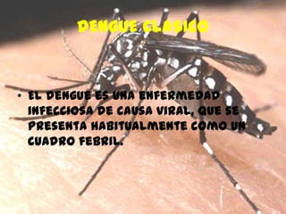 DENGUE CLASICO
• El dengue es una enfermedad
infecciosa de causa viral, que se
presenta habitualmente como un
cuadro febril.
 