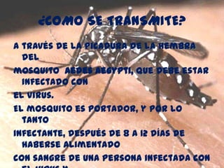 ¿COMO SE TRANSMITE?
A través de la picadura de la hembra
del
mosquito Aedes Aegypti, que debe estar
infectado con
el virus.
El mosquito es portador, y por lo
tanto
infectante, después de 8 a 12 días de
haberse alimentado
con sangre de una persona infectada con
 