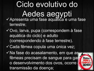 Ciclo evolutivo do 
Aedes aegypti 
Apresenta uma fase aquática e uma fase 
terrestre; 
Ovo, larva, pupa (correspondem à fase 
aquática do ciclo) e adulto 
(correspondendo à fase terrestre). 
Cada fêmea copula uma única vez; 
Na fase do acasalamento, em que as 
fêmeas precisam de sangue para garantir 
o desenvolvimento dos ovos, ocorre a 
transmissão da doença; 
 