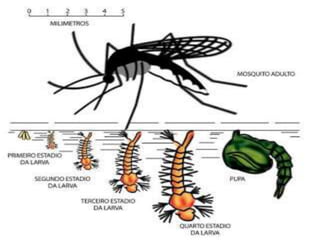 Ciclo evolutivo do 
Aedes aegypti 
O período para o desenvolvimento 
embrionário dura, em condições 
favoráveis, de dois a três dias; 
 A fase larvária dura, em condições de 
temperatura entre 25°C e 29°C, cerca de 
cinco a dez dias, originando a pupa; 
A duração da fase pupal, em condições 
favoráveis, é, em média, dois dias; 
 Duração do ciclo de vida em condições 
favoráveis é cerca de oito dias, a partir da 
 