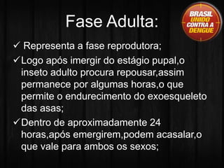 Fase Adulta: 
 Representa a fase reprodutora; 
Logo após imergir do estágio pupal,o 
inseto adulto procura repousar,assim 
permanece por algumas horas,o que 
permite o endurecimento do exoesqueleto 
das asas; 
Dentro de aproximadamente 24 
horas,após emergirem,podem acasalar,o 
que vale para ambos os sexos; 
 