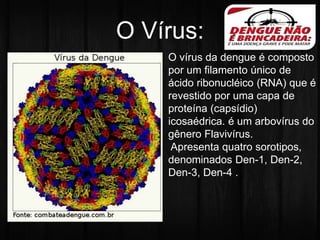 O Vírus: 
O vírus da dengue é composto 
por um filamento único de 
ácido ribonucléico (RNA) que é 
revestido por uma capa de 
proteína (capsídio) 
icosaédrica. é um arbovírus do 
gênero Flavivírus. 
Apresenta quatro sorotipos, 
denominados Den-1, Den-2, 
Den-3, Den-4 . 
 