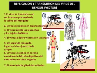 REPLICACION Y TRANSMISION DEL VIRUS DEL 
DENGUE (VECTOR) 
1.El virus se transmite a un 
ser humano por medio de 
la saliva del mosquito 
2. El virus se replica en órganos blanco 
3. El virus infecta los leucocitos 
y los tejidos linfáticos 
4. El virus se libera y circula en la sangre 
5. Un segundo mosquito 
ingiere el virus junto con la 
sangre 
6. El virus se replica en la zona 
embrionaria del tubo digestivo del 
mosquito y en otros órganos 
7. El virus infecta glándulas salivales 
 