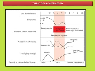 CURSO DE LA ENFERMEDAD 
Febril inicial Crítica Recuperación 
 