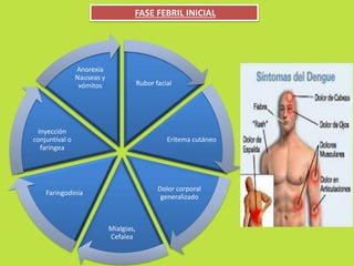 FASE FEBRIL INICIAL 
Rubor facial 
Eritema cutáneo 
Dolor corporal 
generalizado 
Mialgias, 
Cefalea 
Inyección 
conjuntival o 
faríngea 
Anorexia 
Nauseas y 
vómitos 
Faringodinia 
 