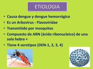 ETIOLOGIA 
• Causa dengue y dengue hemorrágico 
• Es un Arbovirus - Flavoviridae 
• Transmitido por mosquitos 
• Compuesto de ARN (ácido ribonucleico) de una 
sola hebra + 
• Tiene 4 serotipos (DEN-1, 2, 3, 4) 
 