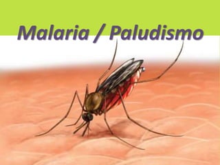 Malaria / Paludismo 
 