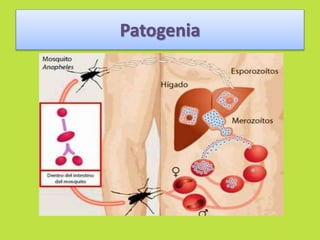 Patogenia 
 